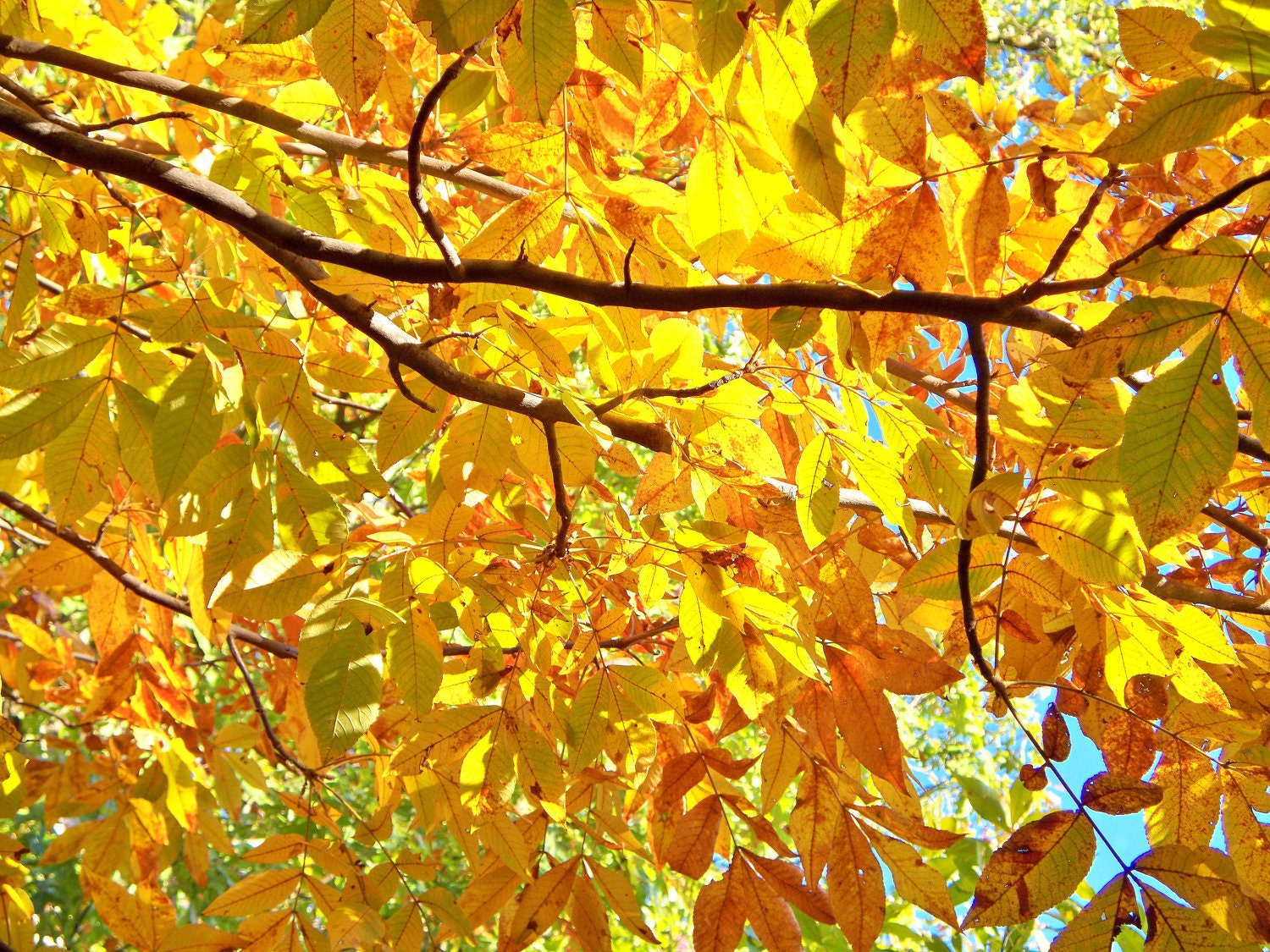 Underneath a Hickory Treepenmoken Park, Lexington, Kentucky8 X 10 Fine