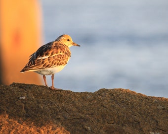 Shorebird on Amelia Island, FL--8 x 10 fine art photo, signed Sandpiper Ruddy Turnstone Beach Cottage Decor Nature Photo