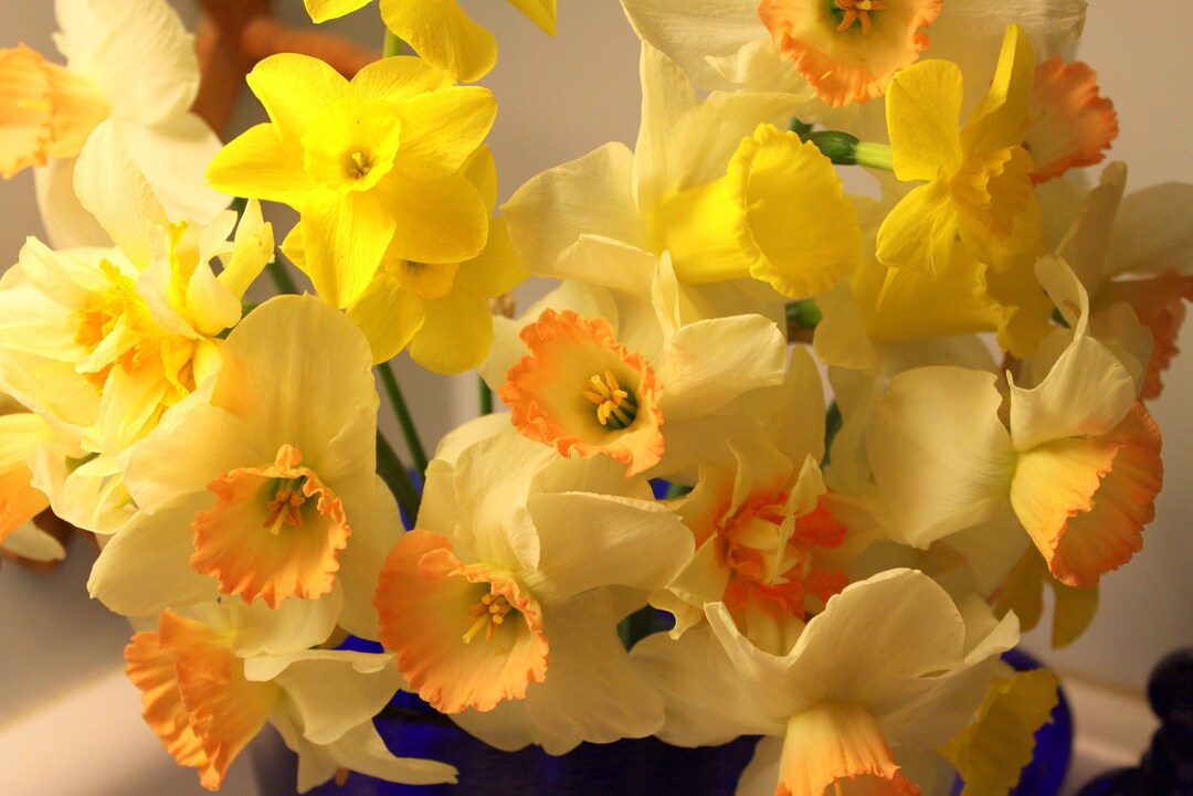 A Gathering of Daffodils Lexington KY 5 X 7 Fine Art Photo Etsy