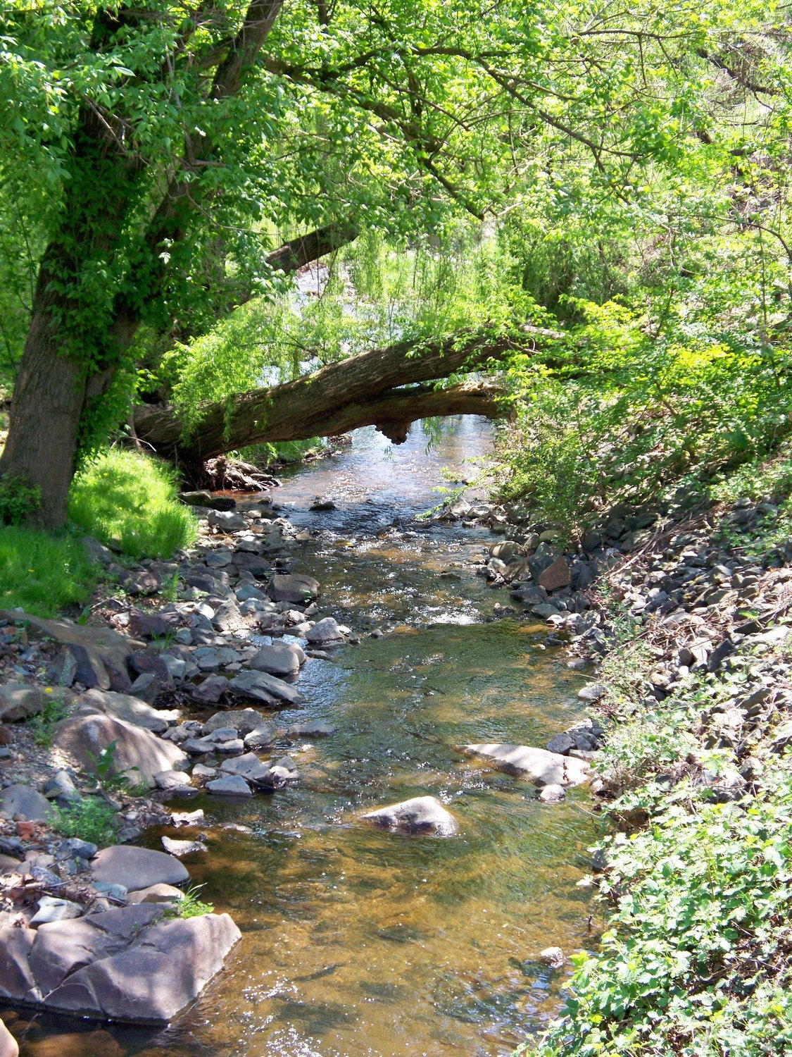 Stream in Scottsville, VA, 8 x 10 fine art photo, signed