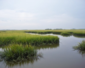 Marsh on Cumberland Island, GA,  8 x 10 fine art photo, signed