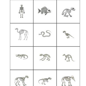 Puede incluir: Una cuadrícula de ilustraciones que presentan imágenes de rayos X de esqueletos de animales. Las imágenes incluyen un esqueleto humano, un pez, un conejo, un camello, una serpiente, un pájaro, un caimán y otros animales. El texto "Light Reveal: X-Ray Animals & Skeletons" está en la parte superior.