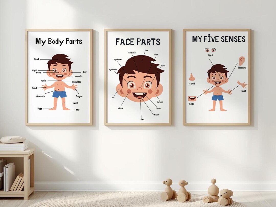Human Body Learning Set for Preschool Kids – Body Parts & Anatomy ...