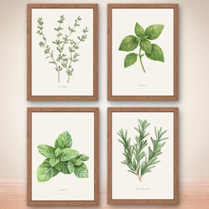 Puede incluir: Un conjunto de cuatro láminas botánicas enmarcadas con ilustraciones de hierbas verdes sobre un fondo crema. Cada lámina lleva el texto THYME, BASIL, MINT o ROSEMARY en una fuente sencilla. Los marcos están hechos de madera de tono medio.