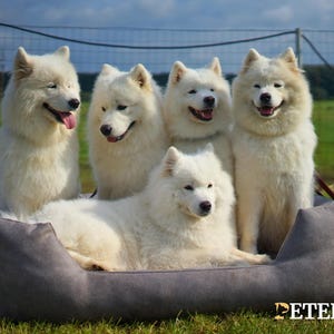May include: Five fluffy white Samoyed dogs, with their tongues out, are sitting and lying on a grey dog bed on a grassy field. The dogs are in front of a fence and under a blue sky.