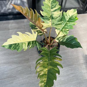 Philodendron Caramel Marble Variegated  (Large size)