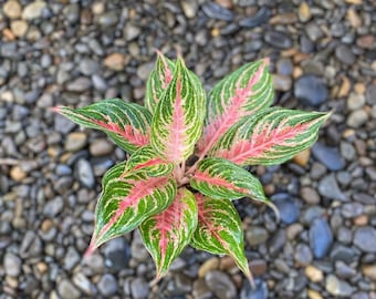 Aglaoneema Pink Beauty (mittlere Größe)