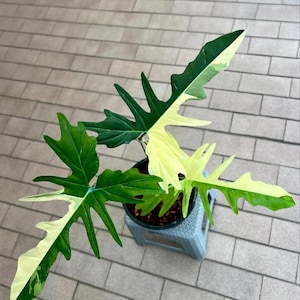 Puede incluir: Una planta de Philodendron en maceta con hojas grandes y lobuladas. Las hojas muestran una llamativa variación de color, con secciones de verde oscuro y blanco crema. La planta está sobre un pequeño taburete azul claro.