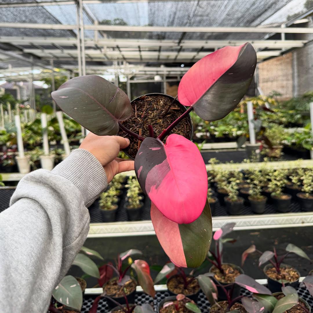 Philodendron pink princess - Etsy 日本