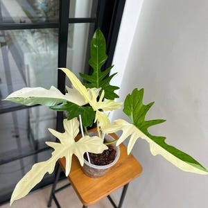 Könnte beinhalten: Eine Topfpflanze der Gattung Philodendron mit großen, einzigartig geformten Blättern. Die Blätter zeigen einen auffälligen Kontrast aus Grün und cremeweißer Panaschierung. Die Pflanze steht auf einem kleinen Holzschemel mit dunklem Metallrahmen, in der Nähe eines Fensters.