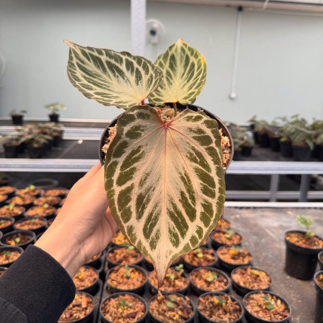 Anthurium king of spades x red crystallinum - Etsy 日本