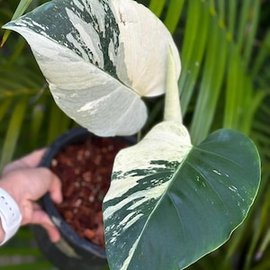 Monstera mint noid jungle mint - Etsy 日本