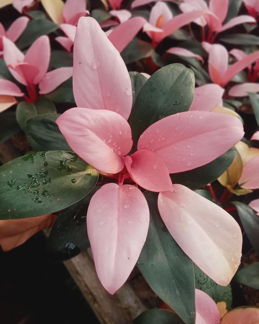 Philodendron Congo - Etsy New Zealand