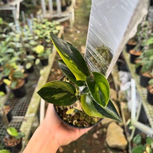 Puede incluir: Una planta en maceta con hojas abigarradas verdes y amarillas vibrantes. La planta está en una maceta negra, sostenida por una persona. Se ven otras plantas en el fondo, en un invernadero.