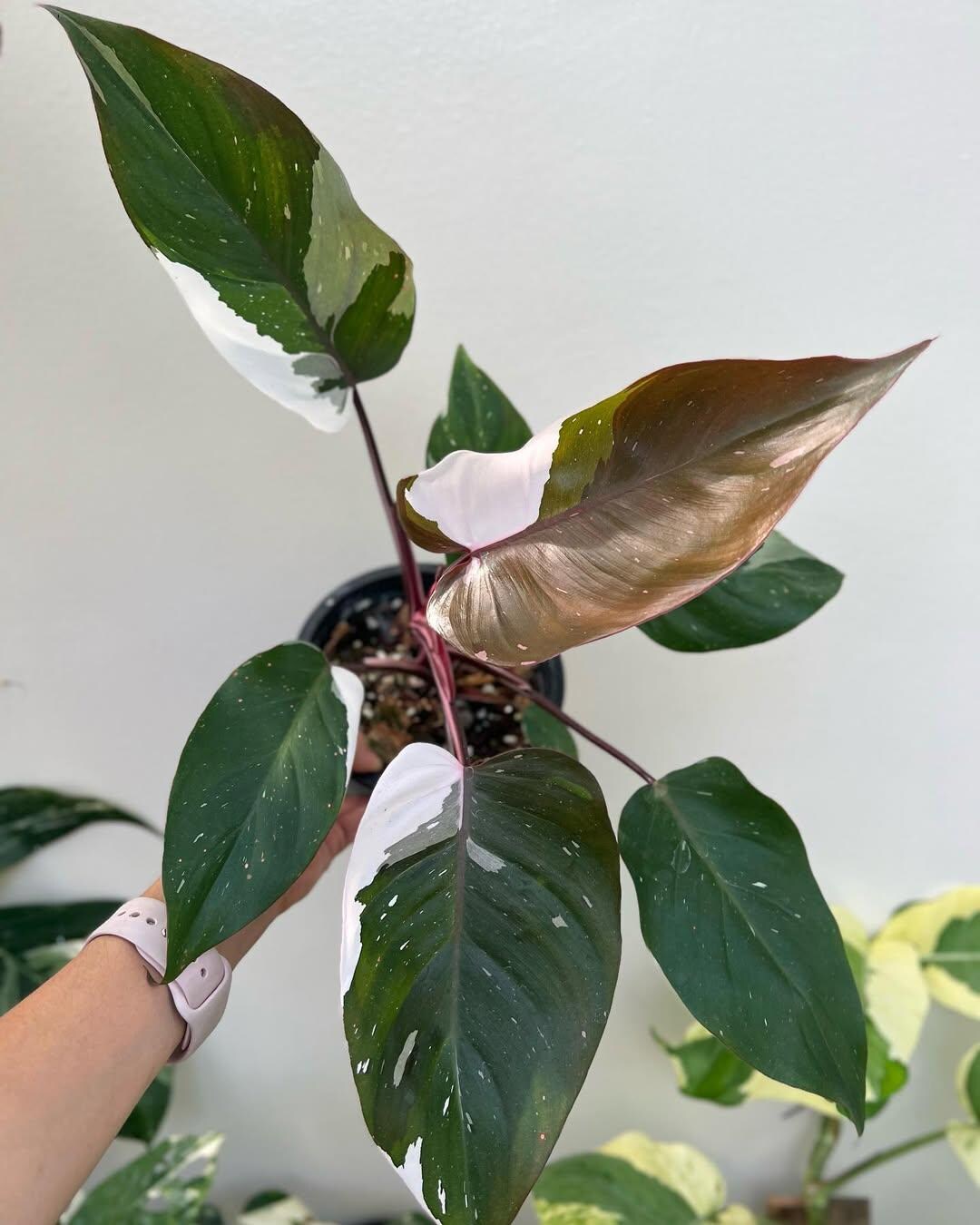 Philodendron Rd Anderson Philodendron Red Anderson (medium Size) - Etsy