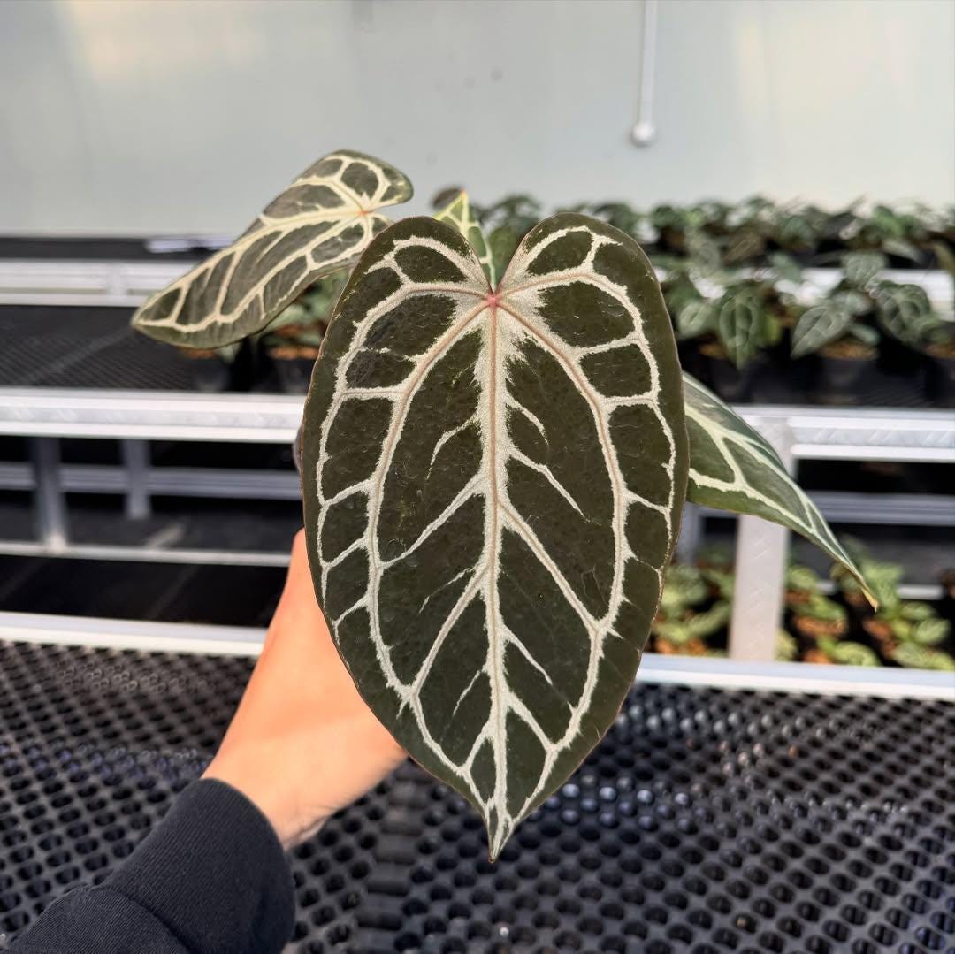 Anthurium King of Spades X Red Crystallinum - Etsy