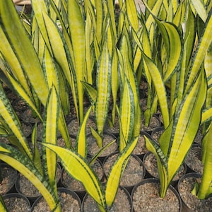 Sansevieria Forescate - Etsy