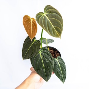 Philodendron Melanochrysum Medium Tropical Aroids