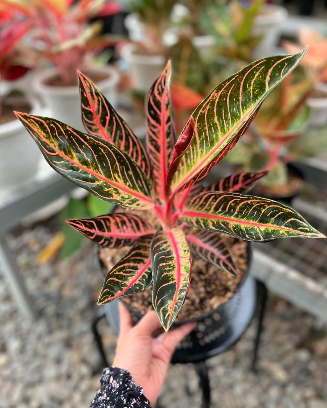 Aglaonema - Etsy 日本