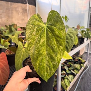 Anthurium fort sherman - Etsy 日本