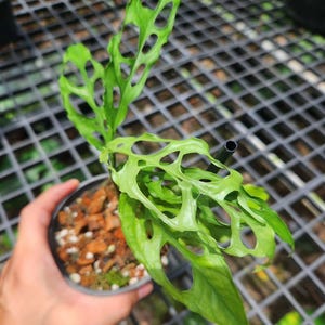 Variegated Monstera Obliqua - Etsy