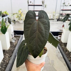 以下が含まれることがあります： 大きなハート型の葉と目立つ中心静脈を持つ、濃い緑色のアンスリウム植物。植物は白い鉢に入っており、背景には温室の他の植物が見えます。葉は質感のある表面をしています。
