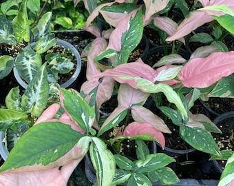Syngonium Red Spot Tricolor Variegado (Tamaño mediano)