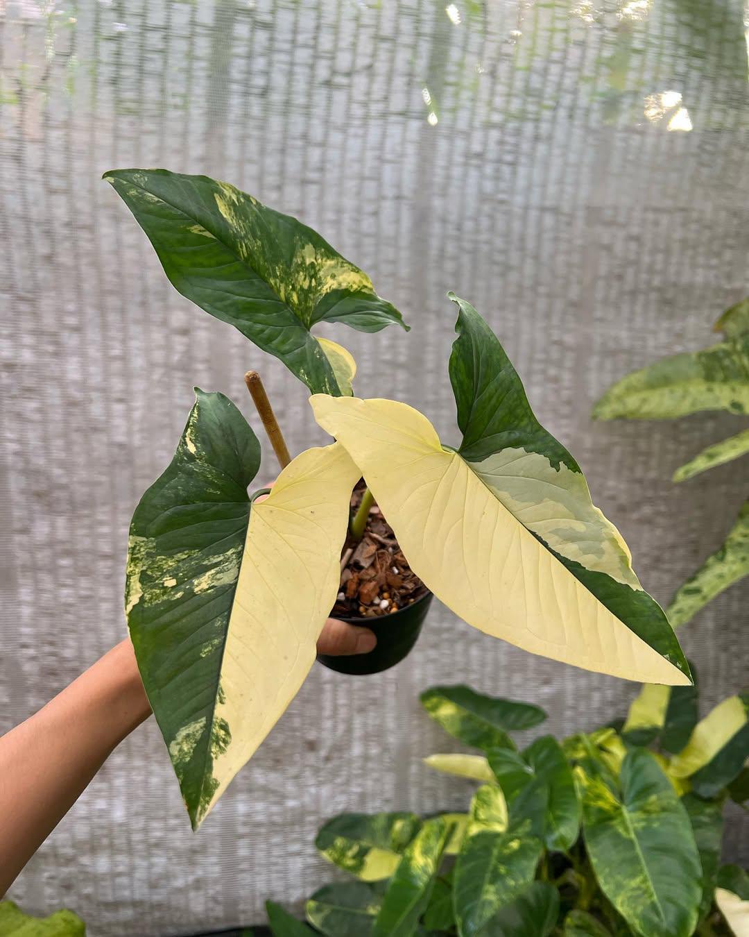 musa florida variegata kaufen Musa 'Florida Variegated' Banana Tree – Plantamani Plants