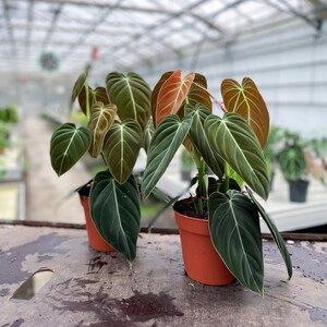 May include: Two potted Philodendron Melanochrysum plants with large, dark green leaves and prominent white veins. Some leaves have a reddish-brown hue. The plants are in terracotta pots, set against a blurred greenhouse background.