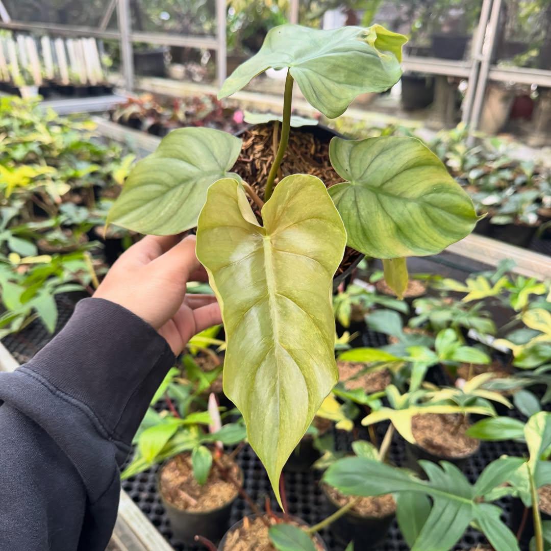 Variegated Philodendron Plowmanii - Etsy