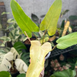 Puede incluir: Primer plano de una planta con hojas grandes en forma de corazón en tonos verde claro y amarillo. Las hojas tienen venas prominentes y se sostienen en una mano. El fondo está borroso, mostrando otras plantas.