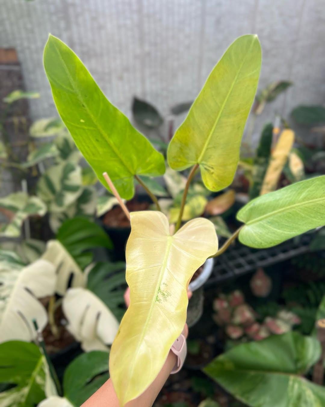 Philodendron whipple way - Etsy 日本