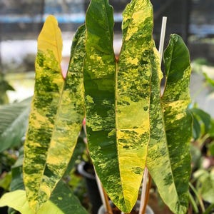 May include: Close-up of a plant with large, variegated leaves. The leaves are a mix of green and yellow, with a marbled pattern. The plant is in a pot, and the background is blurred.