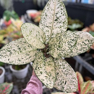 Aglaonema Big Leaf (Medium size)