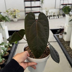 Anthurium Ace Of Spades Tezula (Mellanstor)