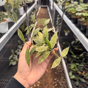 Hoya Lacunosa Laos (taille moyenne)