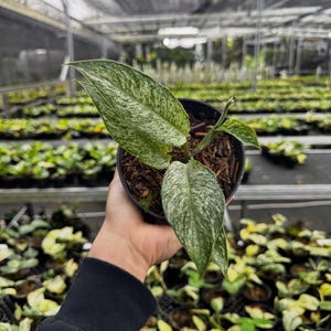 May include: A potted plant with large, variegated green and white leaves. The plant is in a black plastic pot, held by a person. The background shows a greenhouse setting with rows of similar plants.