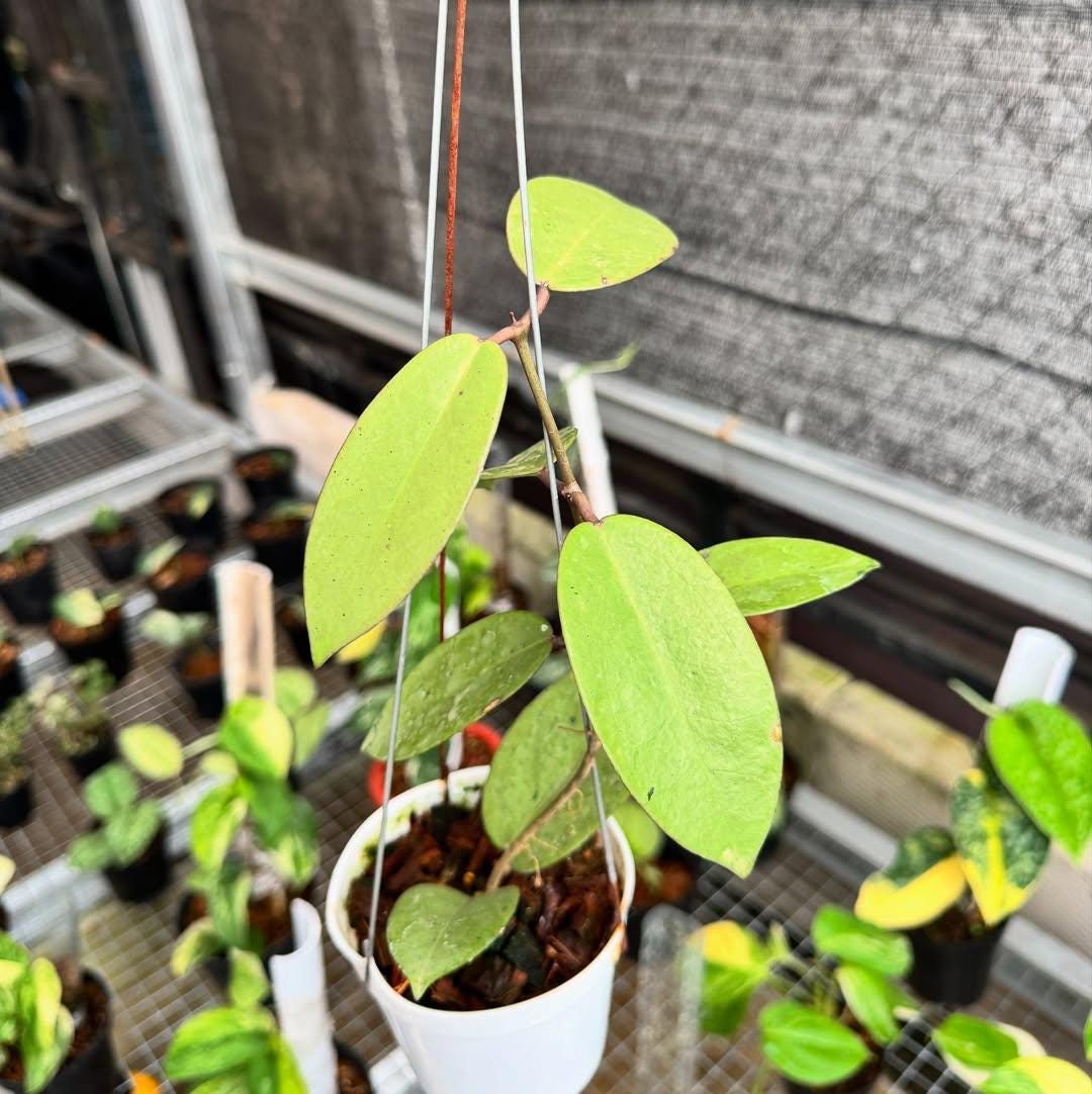 Hoya silver dollar - Etsy 日本