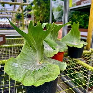 Anthurium superbum - Etsy 日本