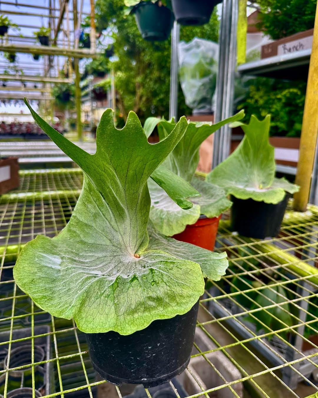 Anthurium superbum - Etsy 日本