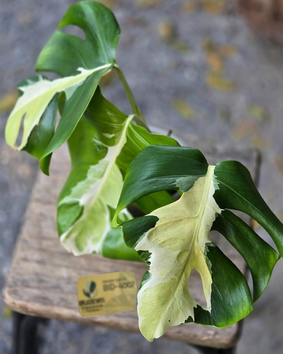 Monstera white lava - Etsy 日本
