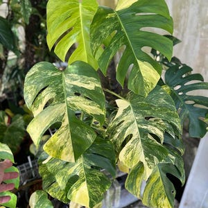 May include: A Monstera deliciosa plant featuring large, heart-shaped leaves with deep fenestrations. The foliage displays a striking variegated pattern with patches of dark green, light green, and creamy yellow colors across the leaf surfaces.