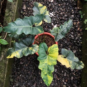philodendron billietiae variegata samen Philodendron billietiae variegated  Carnivero