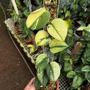 Pode incluir: Uma planta em vaso com folhas grandes em forma de coração. As folhas são uma mistura de verde e amarelo cremoso, com algumas seções totalmente verdes e outras majoritariamente amarelas. A planta está subindo em um poste de musgo.