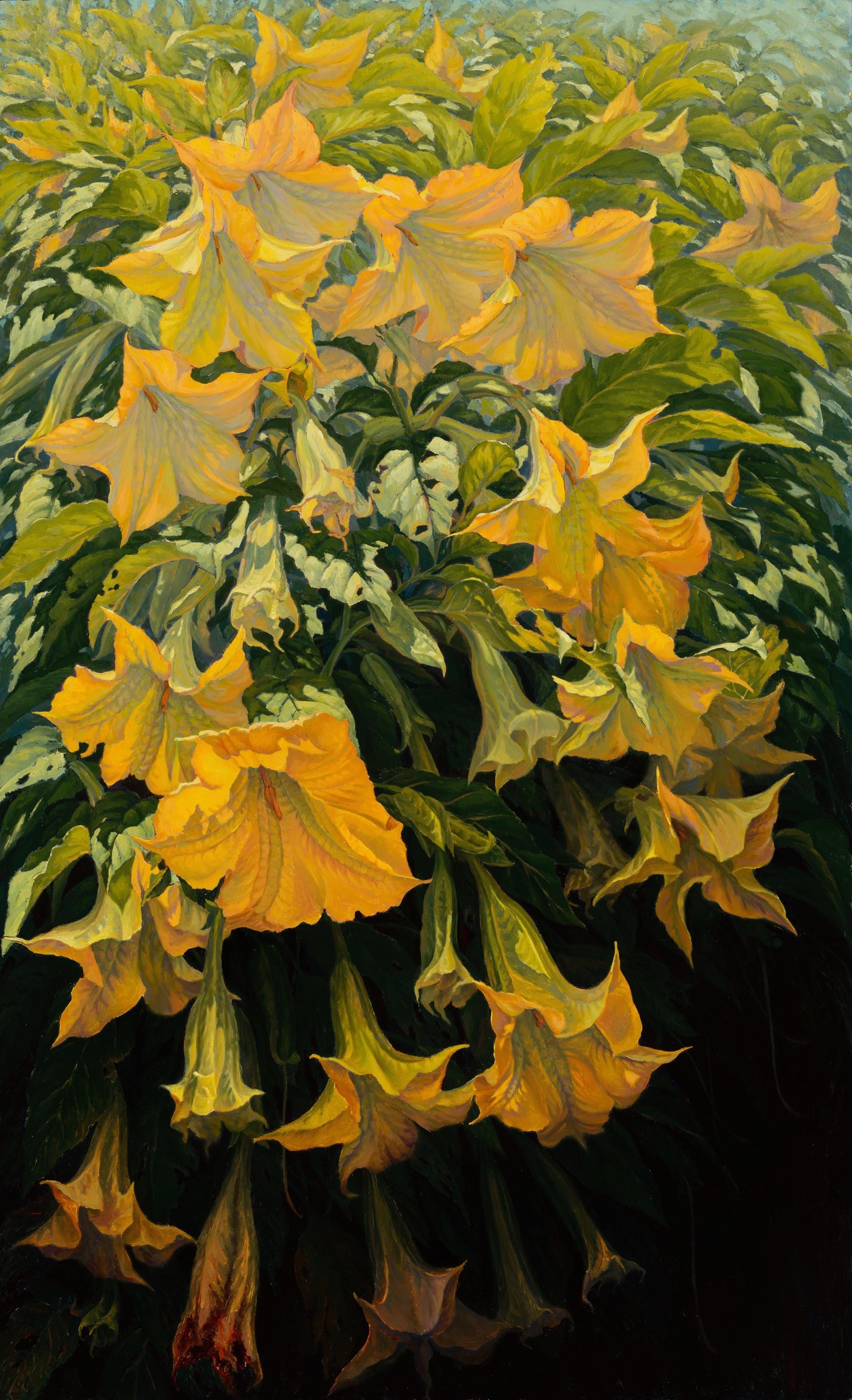 Angels Trumpet Oil - Etsy
