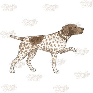 Può includere: Illustrazione ad acquerello di un cane Pointer tedesco. Il cane è marrone e bianco con la testa e il collare marroni. Il cane è in posizione eretta con una zampa sollevata. L'immagine ha il testo "Hartley Hill" negli angoli.