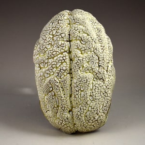 May include: A ceramic sculpture of a brain with a white and green crackled glaze.