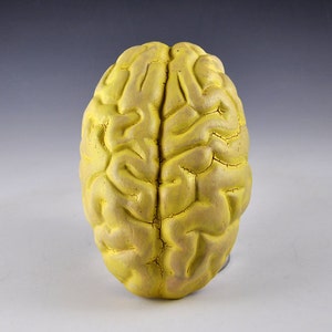 May include: A yellow anatomical model of a human brain. The model is detailed and shows the folds and convolutions of the brain.