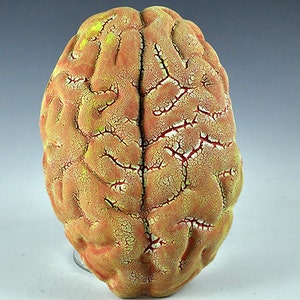 May include: A realistic-looking, textured, red and yellow brain model. The model is made of a rubbery material and has a cracked, aged appearance.