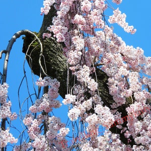 Cherry Blossoms, White and Pink Cherry Blossoms, Sakura, White and Pink Blossoms, Japan Photography, Flowers, Nara, Japan, Himuro Shrine